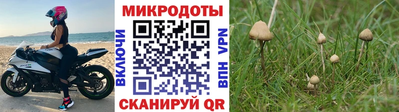 Псилоцибиновые грибы Psilocybe  как найти   Бавлы 